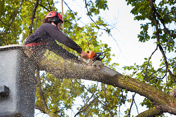 Best Best Tree Removal Services  in Lake Waccamaw, NC